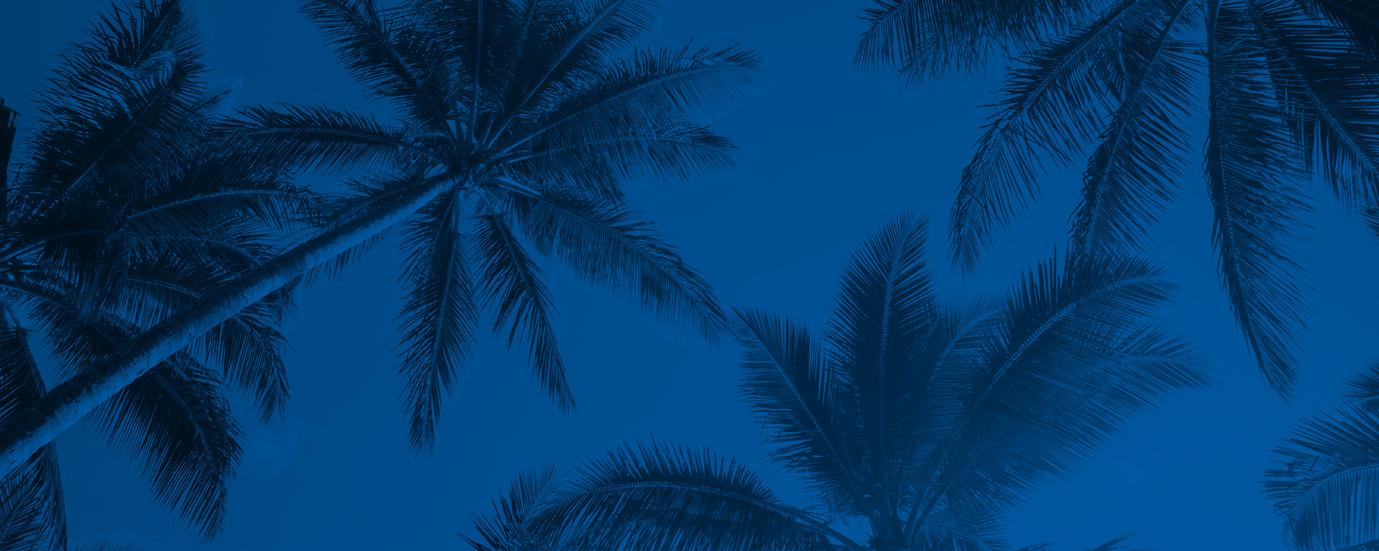 Palm trees at night