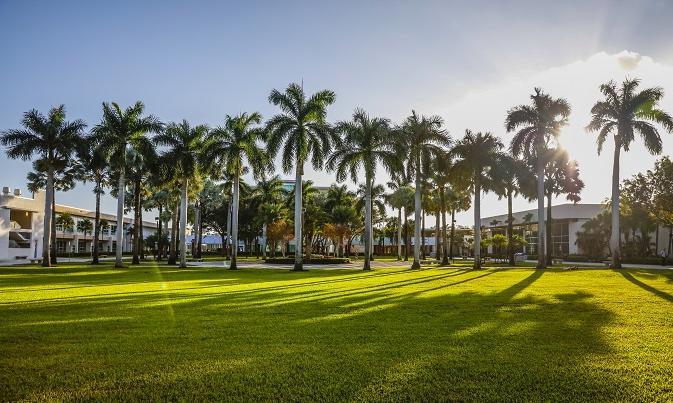 Campus picture with palm trees and the sun setting